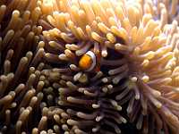 DSC 4529x  Baby Clownfish, "Nemo", Australia